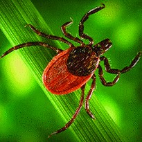 tick rounded s
