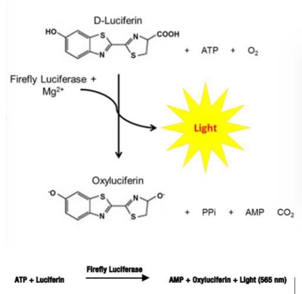 Chemiluminiscent light reaction