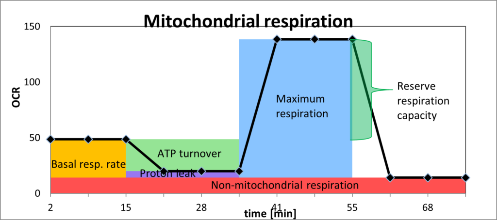 Mitochondrial respiration