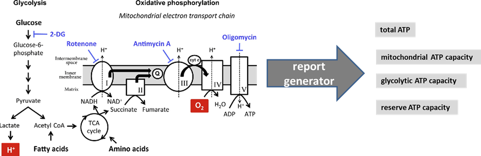 cellular pathways